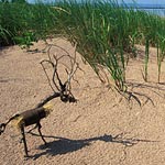 02_webduikerdune